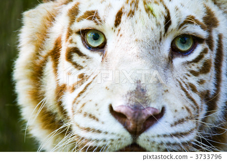Eyes of the albino tiger 3733796