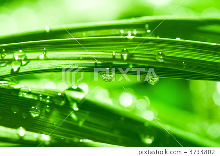 Dew and sunshine 3733802