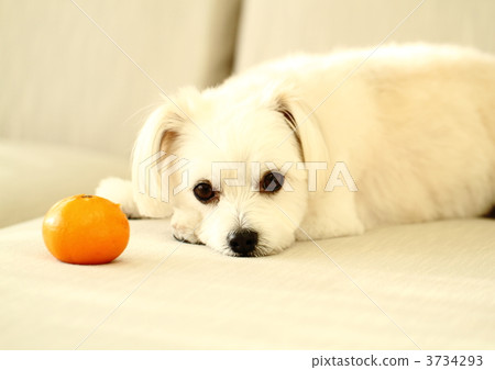 Puppy with a sofa and mandarin oranges 3734293