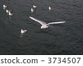 seagull 3734507