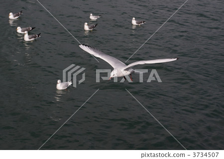 海鷗 海鷗 3734507