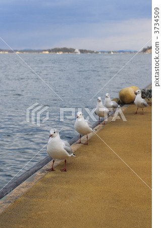 海鷗的三月 3734509