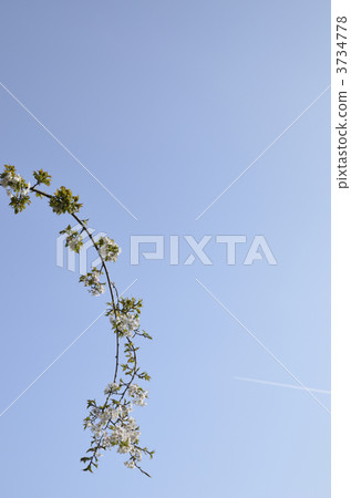 Cherry blossoms and airplane clouds 3734778