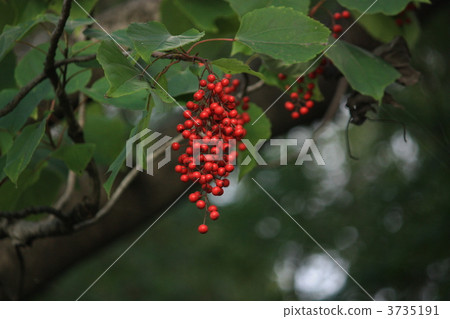 Fruit of the yellow potato 3735191