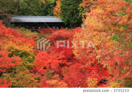 Tonenbashi秋葉在Tofukuji寺廟的在京都 3735233