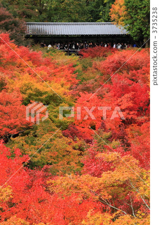 Tonenbashi秋葉在Tofukuji寺廟的在京都 3735238