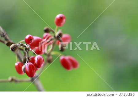 Fruit of Sanshu Fruit of Sanshu 3735325