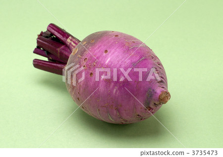 Purple spicy radish - diagonally upper 3735473