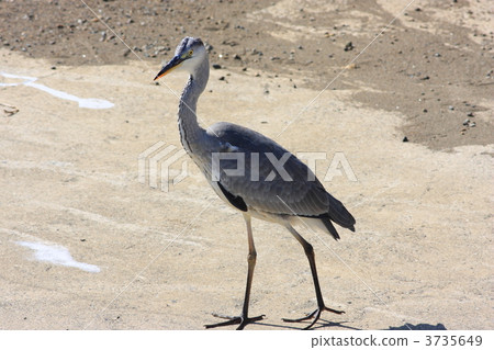 Gray heron Gray heron 3735649