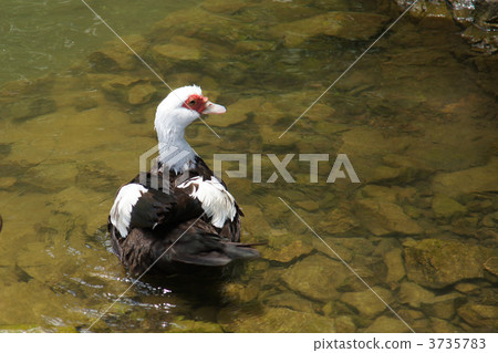 游泳法國鴨 游泳法國鴨 3735783