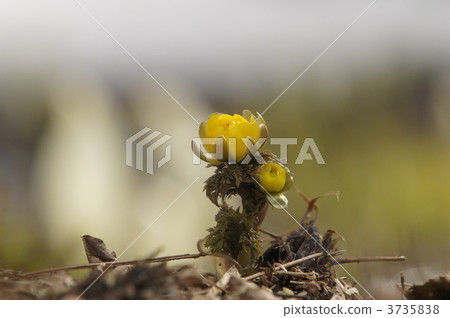 Spring first of Takino Suzuran Park 3735838