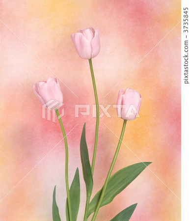 Tulip 3735845