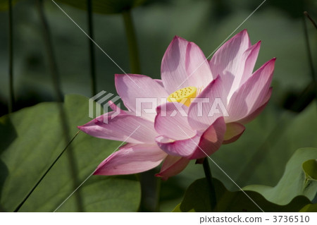 Lotus flower Lotus flower 3736510