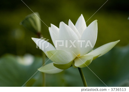 Lotus flower Lotus flower 3736513