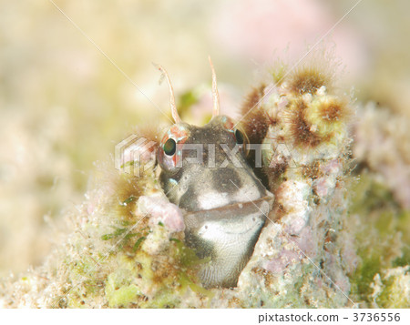 Face of hochgrogimpo 3736556