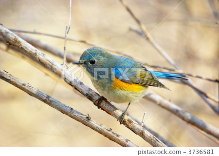 siberian bluechat, red-flanked bluetail, feather 3736581