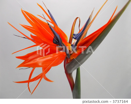 鶴望蘭 花朵 花 3737164