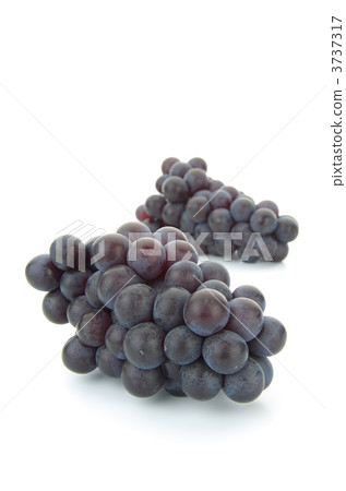 斯圖本葡萄 3737317