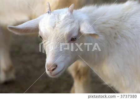 goat, goats, higashiyama animals and plants garden 3737380
