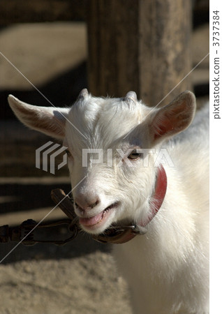 goat, goats, higashiyama animals and plants garden 3737384