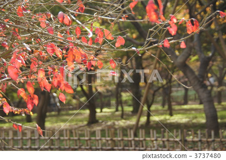 November Dogwood and Diplomaceae 89 Autumn leaves 3737480