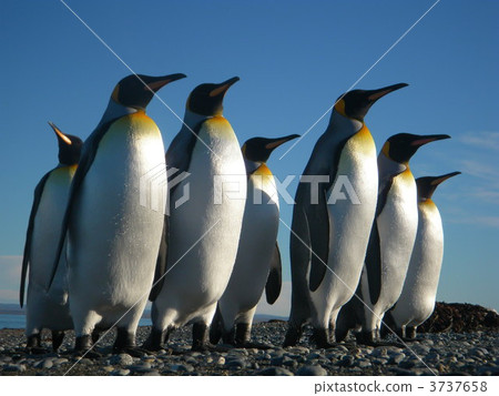 巴塔哥尼亞：國王的企鵝家族 3737658