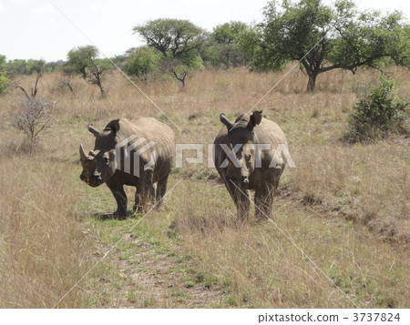 rhino, rhinocerose, africa 3737824