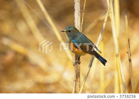 藍雀形目鳥類 青金石 蛛蛛 3738256