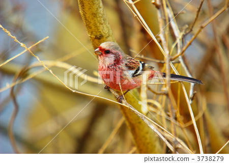 winter bird, winter visitor, flycatcher 3738279
