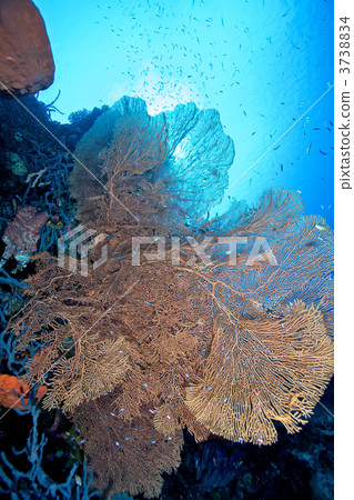 海底攝影 海中 海底 3738834
