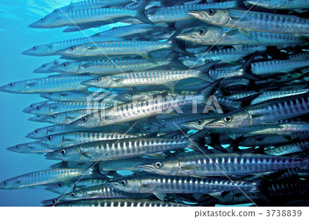 barracuda, school of fish, saltwater fish 3738839