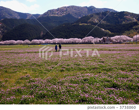 Astragalus field and cherry blossom trees Astragalus field and cherry blossom trees 3738860