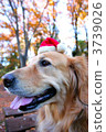 golden retriever, dog, dogs 3739026