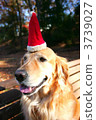 dog, dogs, animal 3739027