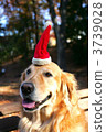 golden retriever, dog, dogs 3739028