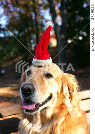 golden retriever, dog, dogs 3739028