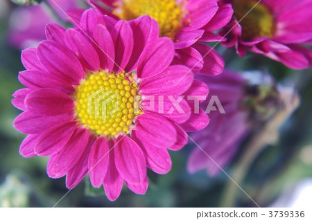 小菊 小菊 3739336