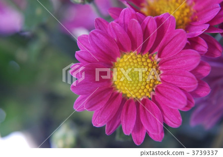 小菊 小菊 3739337