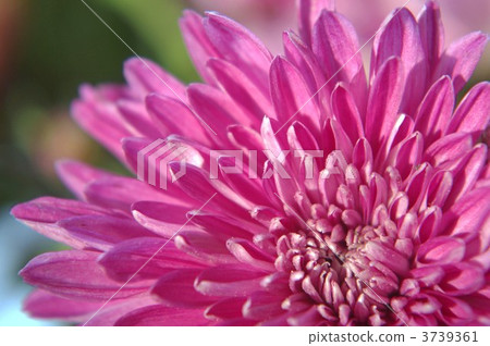 edible chrysanthemum 3739361