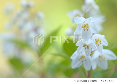 Marboucheia flower 3739382