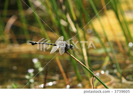 Taiwan Uchiyayama Taiwan Uchiyayama 3739605