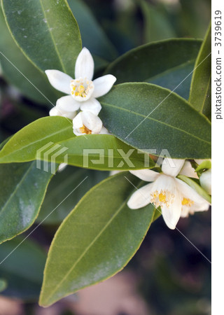Heian Jingu Shrine Tachibana flowers in the vicinity 3739619