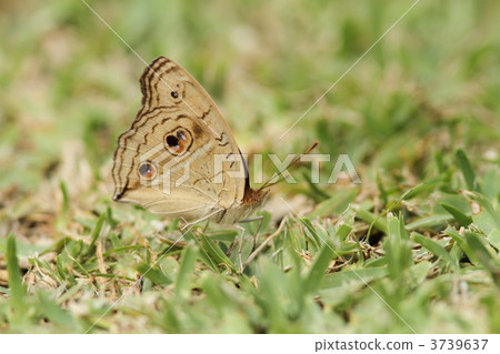 Tatehamodoki 3739637