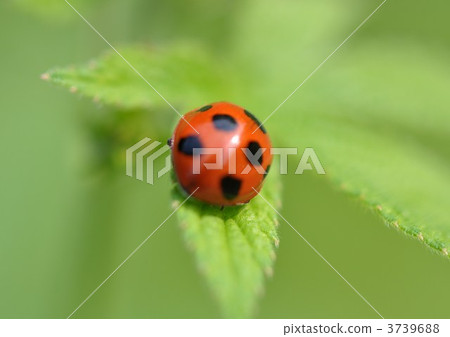 瓢蟲瓢蟲 3739688