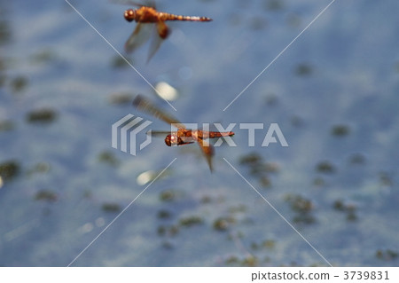 Dragonfly Dragonfly 3739831