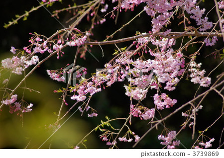 Dead brown cherry tree Dead brown cherry tree 3739869