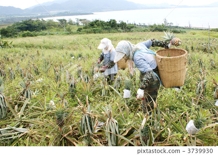Pineapple harvesting work scenery 3739930