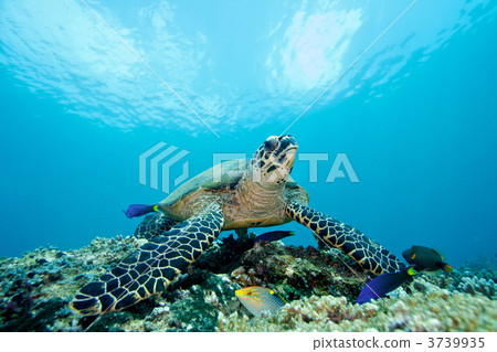 玳瑁海龜 海龜 海洋動物 3739935