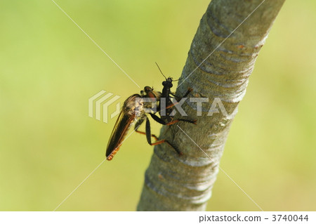 Ao Maeb which predators Niwa Hanumo 3740044