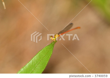 琉球Beniito Tombo 3740059